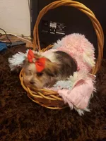 Girl pup, a female Shorkie for sale in Omaha, TX – Photo 4 of 4