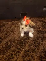 Girl pup, a female Shorkie for sale in Omaha, TX – Photo 2 of 4