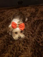 Girl pup, a female Shorkie for sale in Omaha, TX – Photo 1 of 4