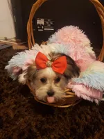 Girl pup, a female Shorkie for sale in Omaha, TX – Photo 3 of 4