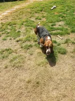 Lulu, a female Basset Hound for sale in Omaha, TX – 4 of 5