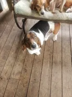Max, a male Basset Hound for sale in Omaha, TX – 2 of 2