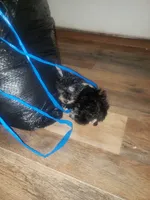 Little bitty boy, a male Yorkshire Terrier for sale in Omaha, TX – 8 of 9