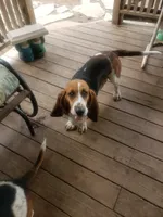 Lulu, a female Basset Hound for sale in Omaha, TX – 2 of 5