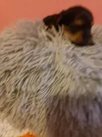 Boy1, a male Yorkshire Terrier for sale in Omaha, TX – Photo 8 of 8