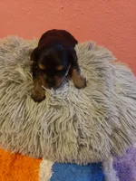 Boy1, a male Yorkshire Terrier for sale in Omaha, TX – Photo 3 of 8