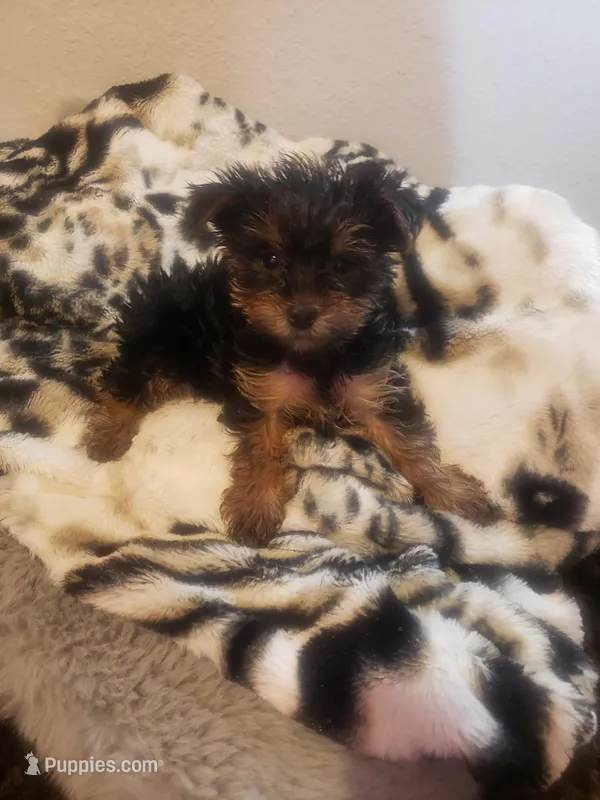 Boy1 – Yorkshire Terrier puppy for sale in Omaha, TX