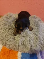 Boy1, a male Yorkshire Terrier for sale in Omaha, TX – Photo 5 of 8