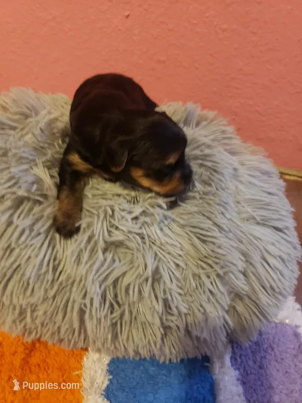 Boy1 – Yorkshire Terrier puppy for sale in Omaha, TX