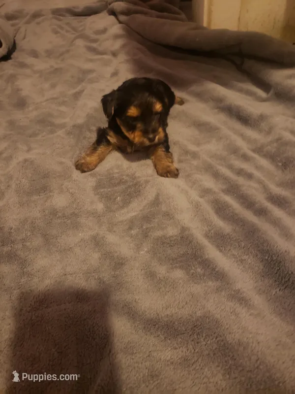 Boy1 – Yorkshire Terrier puppy for sale in Omaha, TX
