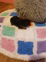 Boy1, a male Yorkshire Terrier for sale in Omaha, TX – Photo 6 of 8