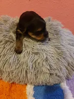 Boy1, a male Yorkshire Terrier for sale in Omaha, TX – Photo 7 of 8