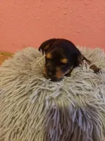 Boy1, a male Yorkshire Terrier for sale in Omaha, TX – Photo 4 of 8