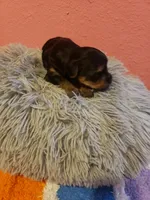 Boy1, a male Yorkshire Terrier for sale in Omaha, TX – Photo 2 of 8