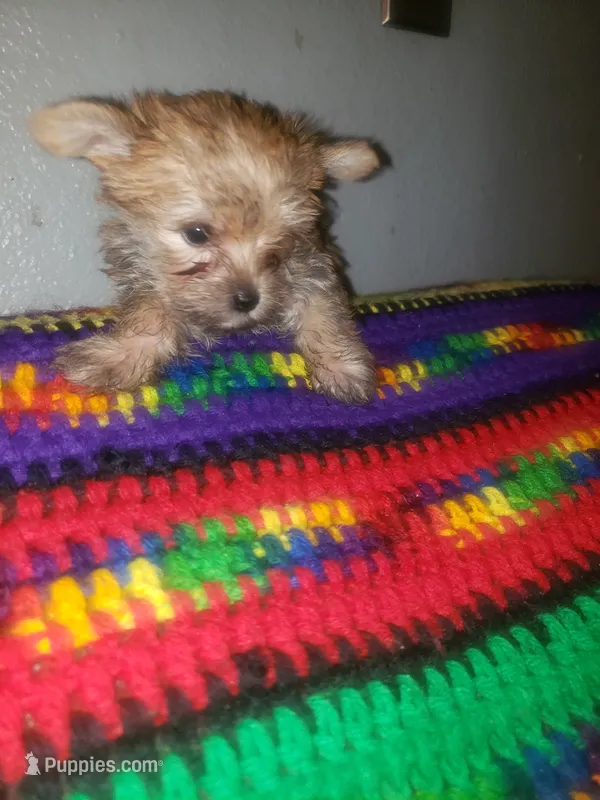 Pup girl – Yorkshire Terrier puppy for sale in Omaha, TX