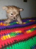 Pup girl, a female Yorkshire Terrier for sale in Omaha, TX – 1 of 3