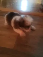 Boy, a male Shorkie for sale in Omaha, TX – 4 of 9