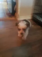 Boy, a male Shorkie for sale in Omaha, TX – 8 of 9