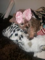 Pup girl, a female Yorkshire Terrier for sale in Omaha, TX – 6 of 9