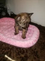 Girl2, a female Yorkshire Terrier for sale in Omaha, TX – 7 of 7