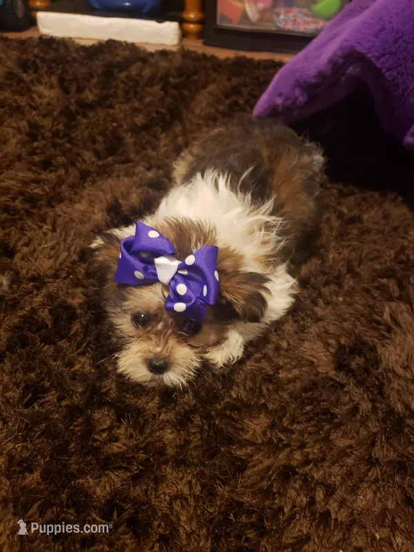 Girl number 2 parti – Shorkie puppy for sale in Omaha, TX