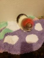 Girl number 2 parti, a female Shorkie for sale in Omaha, TX – Photo 1 of 6