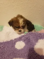 Girl number 2 parti, a female Shorkie for sale in Omaha, TX – Photo 4 of 6