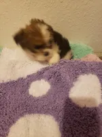 Girl number 2 parti, a female Shorkie for sale in Omaha, TX – Photo 3 of 6