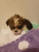 Girl number 2 parti, a female Shorkie for sale in Omaha, TX – Photo 2 of 6