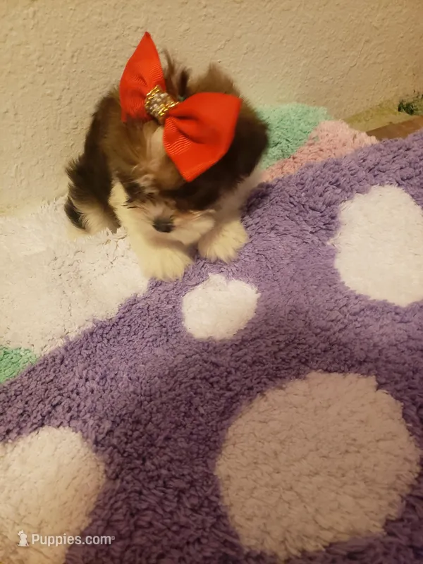 Girl number 2 parti – Shorkie puppy for sale in Omaha, TX