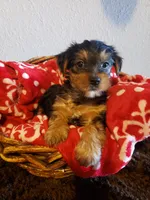 Boy 1 by anna, a male Shorkie for sale in Omaha, TX – Photo 7 of 9