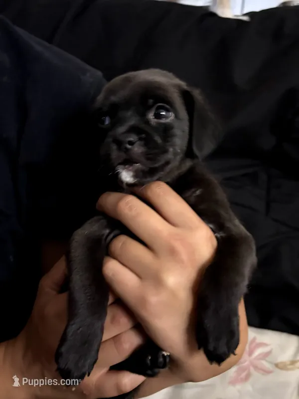 No name  – Chihuahua, Pug puppy for sale in California City, CA