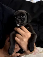 No name , a male Chihuahua and Pug for sale in California City, CA – 1 of 2