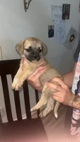 No name , a male Chihuahua and Pug for sale in California City, CA – 1 of 1