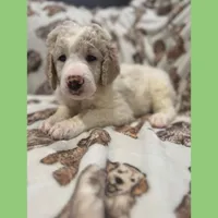 Green , a female Goldendoodle for sale in Plum Branch, SC – Photo 2 of 2