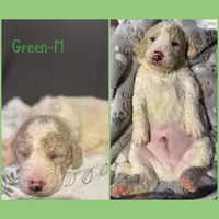 Green , a female Goldendoodle for sale in Plum Branch, SC – Photo 1 of 2