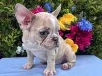 Honey Boo Boo, a female French Bulldog for sale in Charlotte, NC – 2 of 4