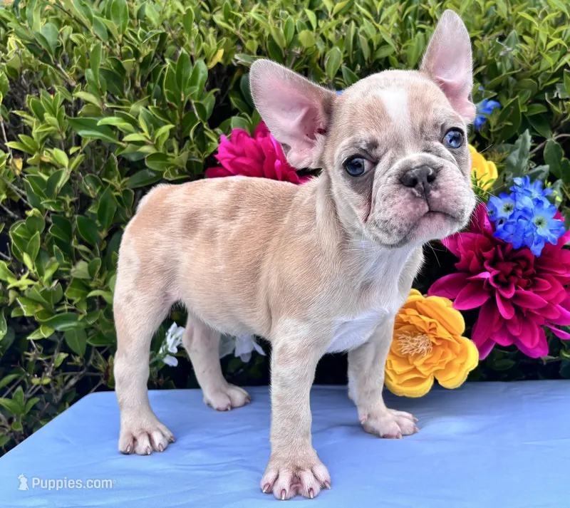 Honey Boo Boo – French Bulldog puppy for sale in Charlotte, NC