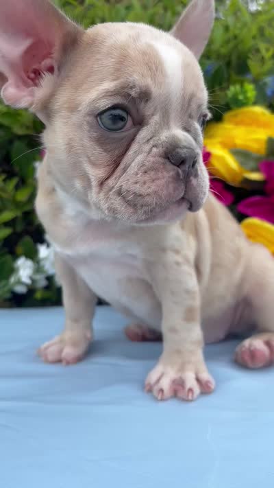 Honey Boo Boo, a female French Bulldog for sale in Charlotte, NC – 4 of 4