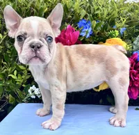 Honey Boo Boo, a female French Bulldog for sale in Charlotte, NC – 3 of 4