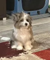 ASH`, a male Bichon Frise and Miniature Australian Shepherd for sale in Pearland, TX – Photo 2 of 7