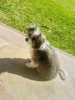 ASH`, a male Bichon Frise and Miniature Australian Shepherd for sale in Pearland, TX – Photo 7 of 7