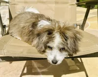 ASH`, a male Bichon Frise and Miniature Australian Shepherd for sale in Pearland, TX – Photo 5 of 7