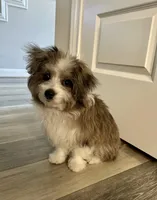 ASH`, a male Bichon Frise and Miniature Australian Shepherd for sale in Pearland, TX – Photo 6 of 7