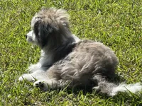 ASH`, a male Bichon Frise and Miniature Australian Shepherd for sale in Pearland, TX – Photo 4 of 7