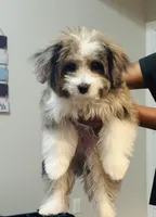 ASH`, a male Bichon Frise and Miniature Australian Shepherd for sale in Pearland, TX – Photo 1 of 7