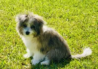 ASH`, a male Bichon Frise and Miniature Australian Shepherd for sale in Pearland, TX – Photo 3 of 7