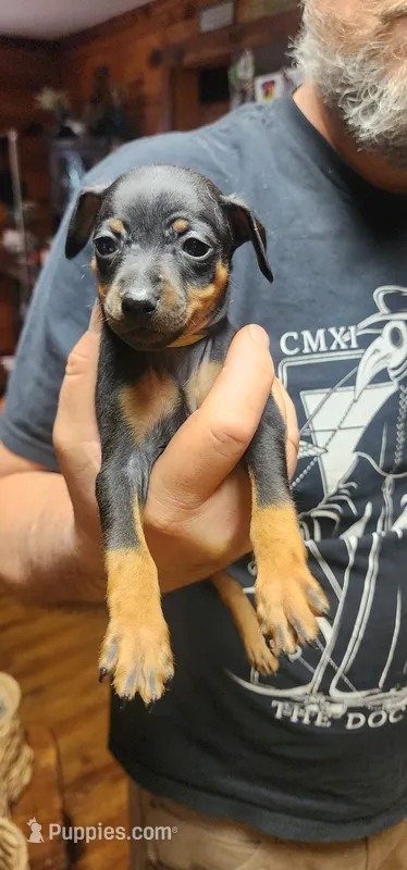 Olly – Miniature Pinscher puppy for sale in Athens, GA