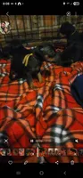 Charlie, a male Miniature Pinscher for sale in Athens, GA – Photo 2 of 3