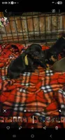 Charlie, a male Miniature Pinscher for sale in Athens, GA – Photo 3 of 3